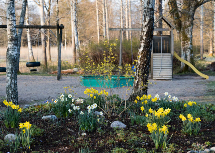 Lusthus och rabatt med påskliljor i Björboholmsparken 2021. Foto Johanna Ene.