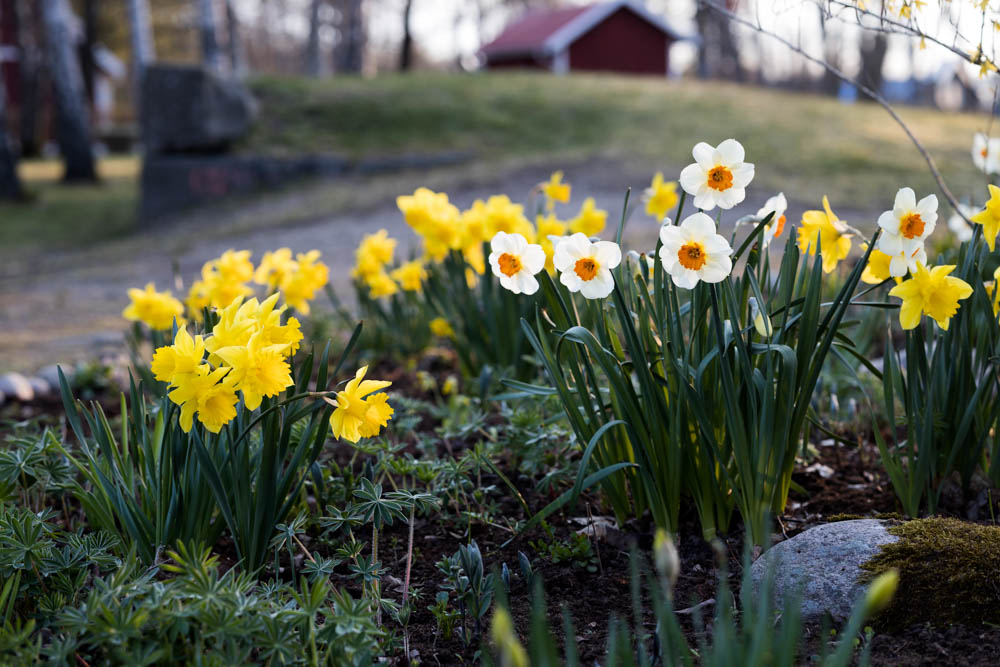 Lusthus och rabatt med påskliljor i Björboholmsparken vår 2021. Foto Johanna Ene.