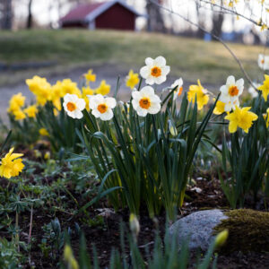 Lusthus och rabatt med påskliljor i Björboholmsparken vår 2021. Foto Johanna Ene.